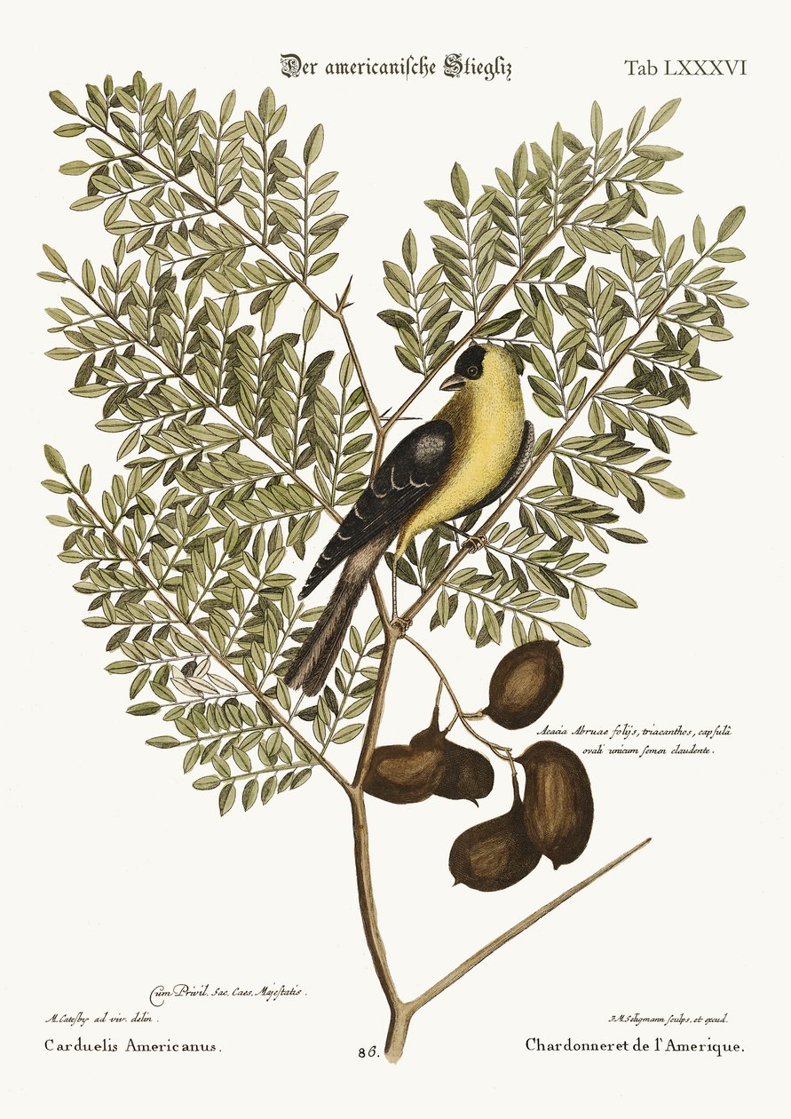 De Amerikaanse Distelvink, 1749-73 door Mark Catesby