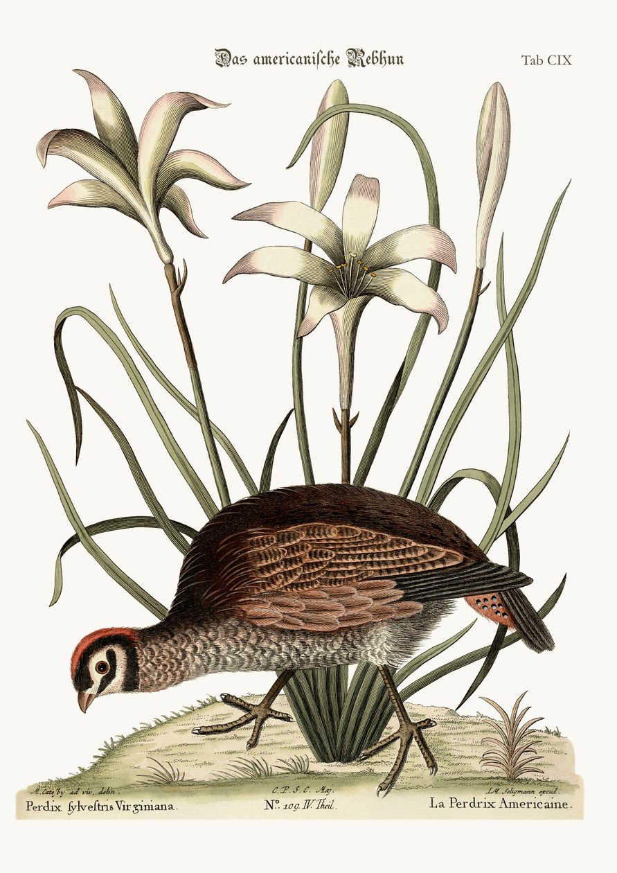 De Amerikaanse Patrijs, 1749-73 door Mark Catesby