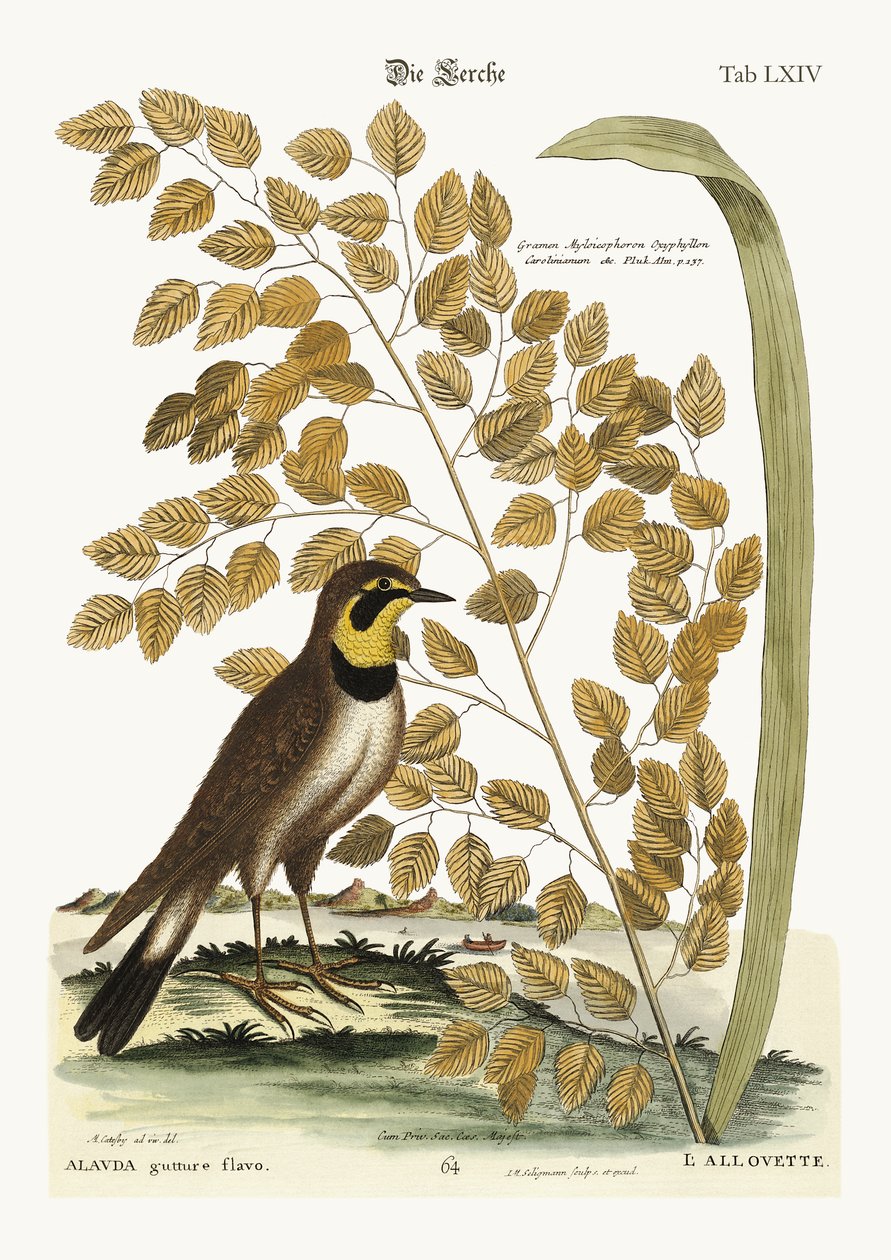 De leeuwerik door Mark Catesby