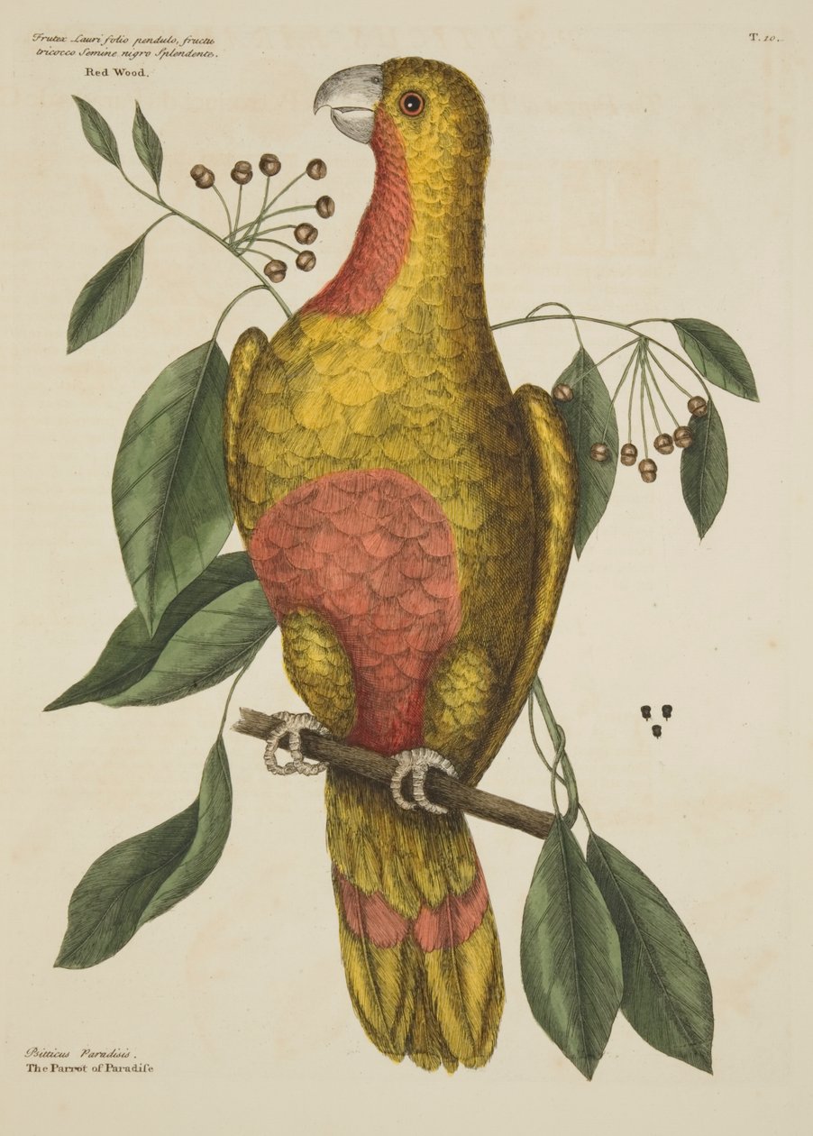 De Papegaai van het Paradijs, uit De Natuurlijke Geschiedenis van Carolina, Florida en de Bahama-eilanden, 1731 door Mark Catesby