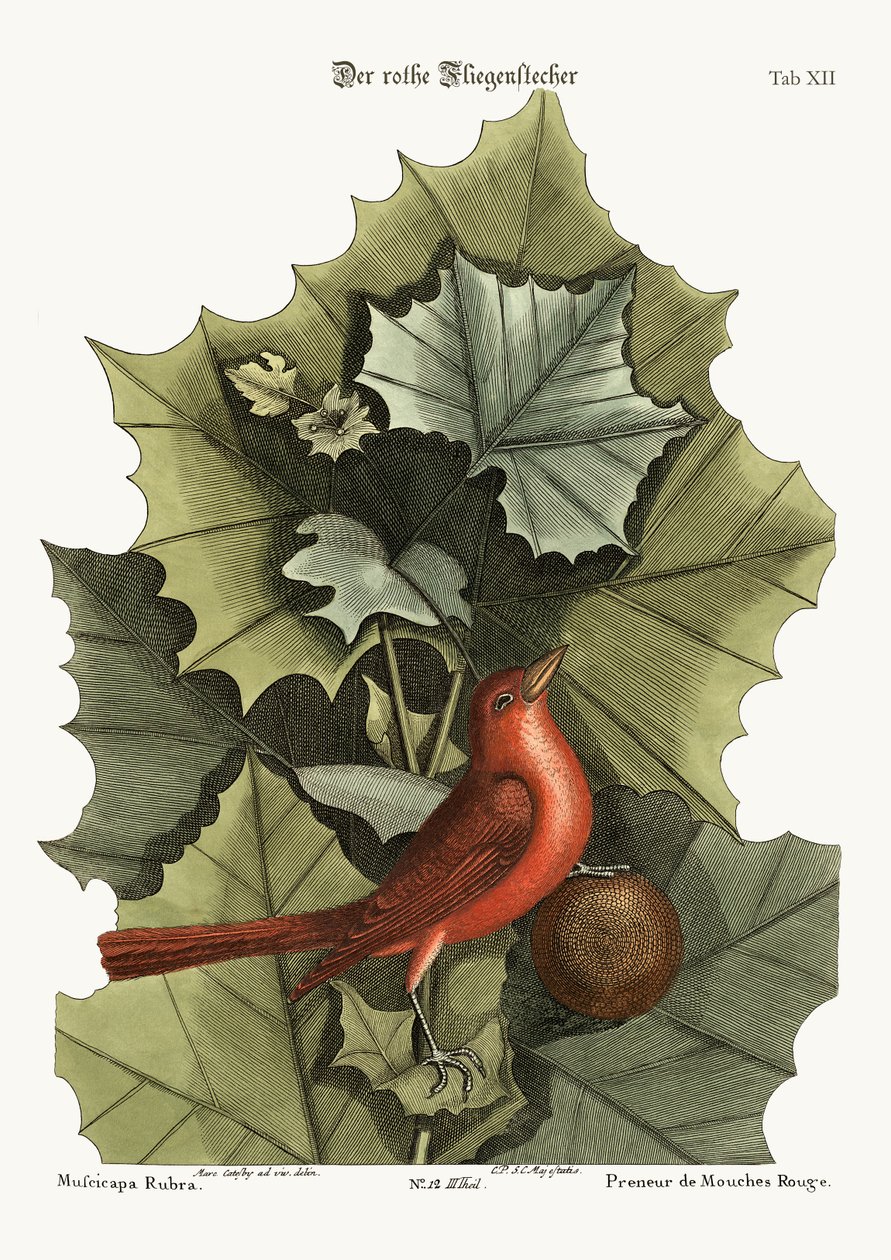 De zomerroodvogel, 1749-73 door Mark Catesby