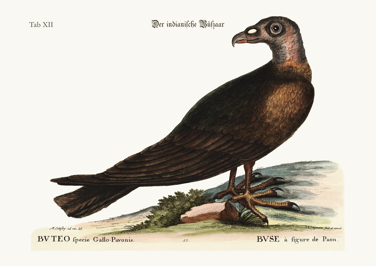 De Kalkoengier, 1749-73 door Mark Catesby