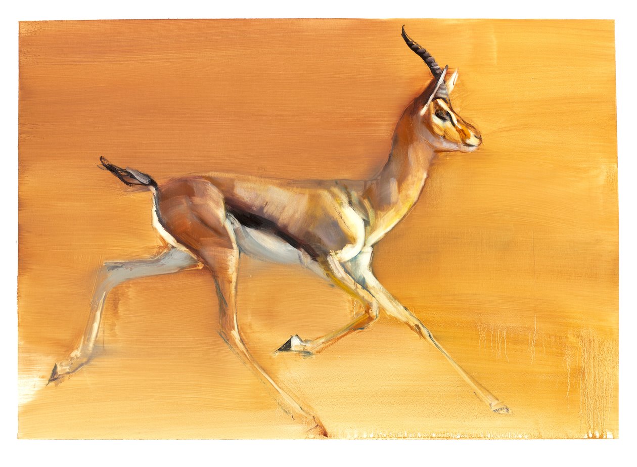 Arabische gazelle door Mark Adlington