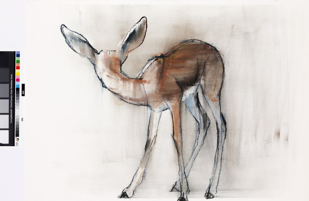 Gazellejong (Arabische Gazelle) door Mark Adlington