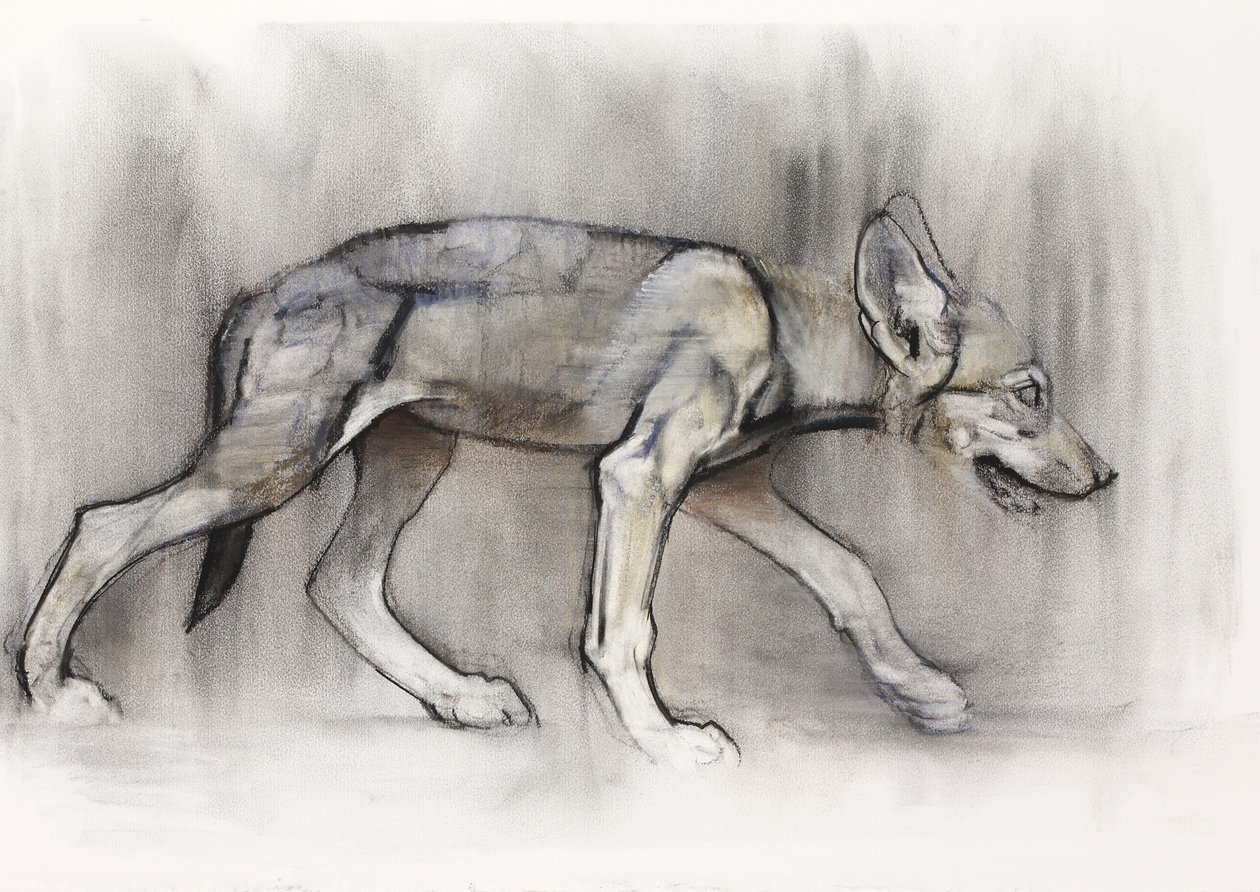Mager Pup (Arabische Wolf), 2009 door Mark Adlington