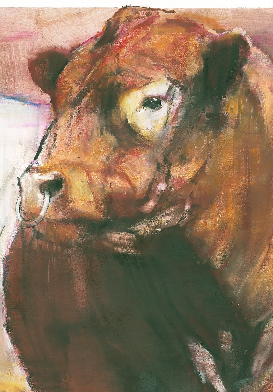 Zeus, Red Belted Galloway Stier (detail) door Mark Adlington