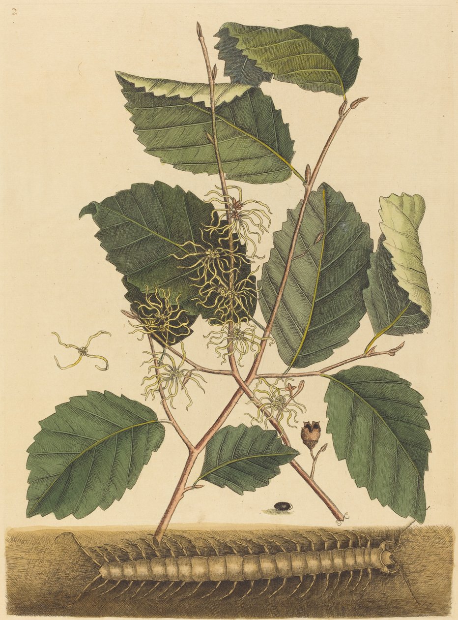 Duizendpoot Scolopendra morsitans door Mark Catesby