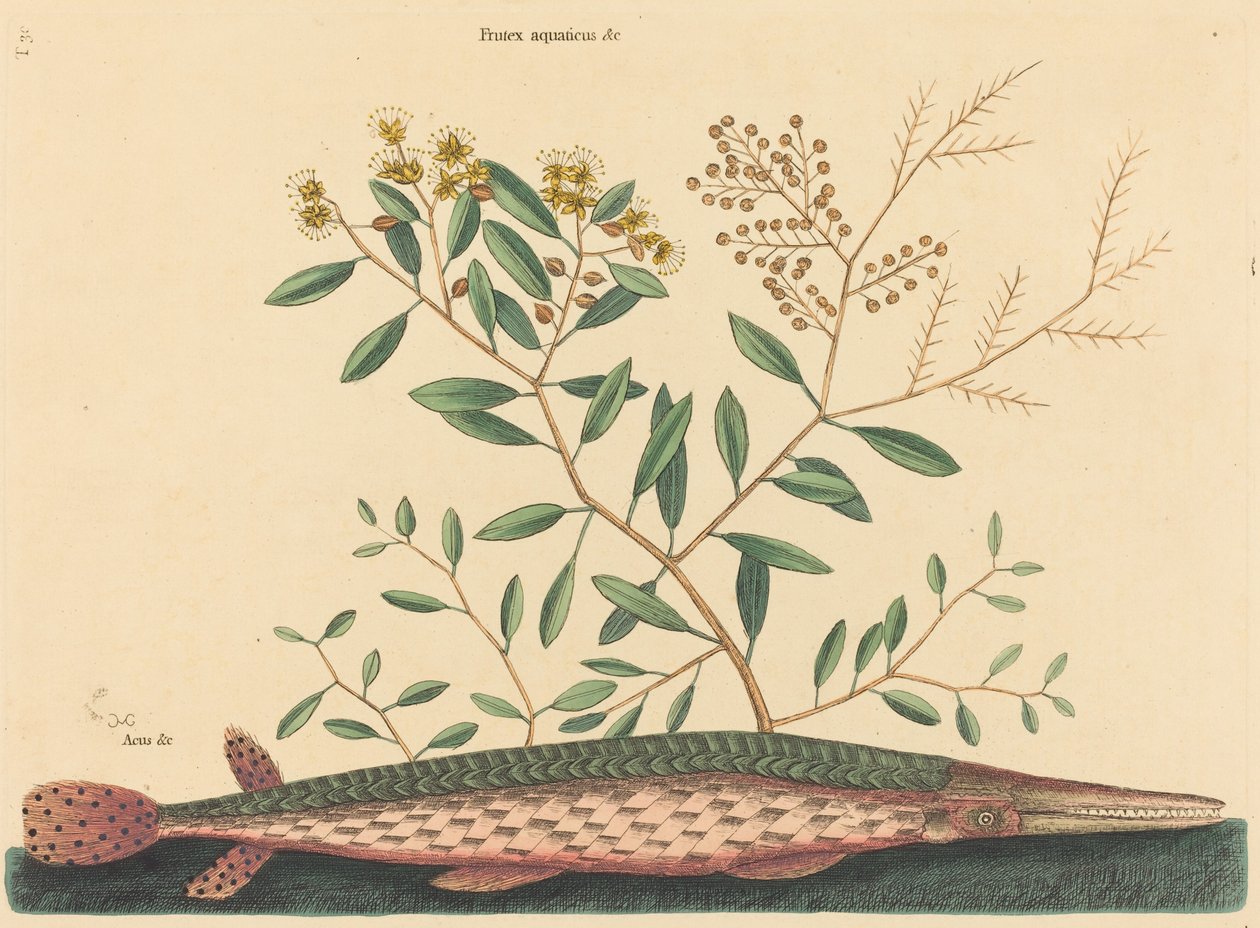 De groene garvis Esox osseus, gepubliceerd 1731-1743 door Mark Catesby