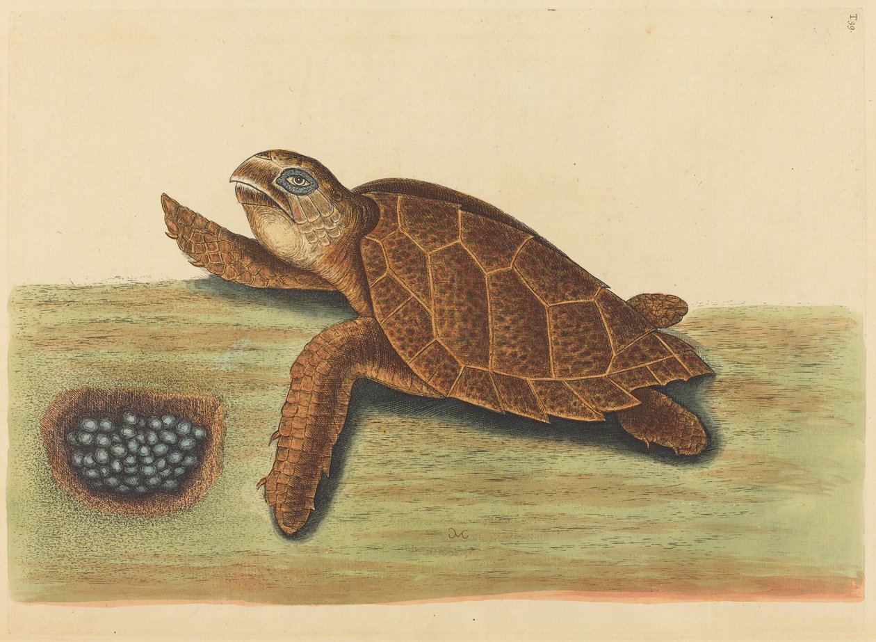 De Karetschildpad (Testudo caretta) door Mark Catesby