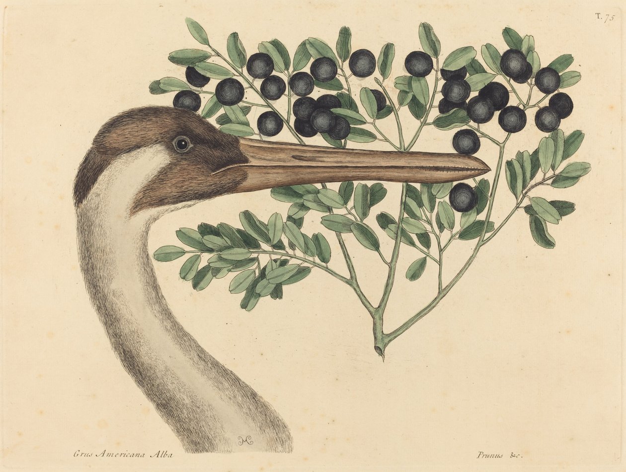 De hoepelvogel Ardea Americana, gepubliceerd 1731-1743 door Mark Catesby