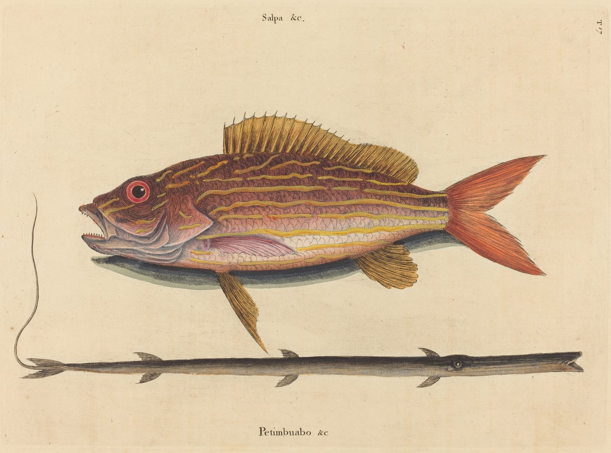 De lane-snapper Sparus synagris, gepubliceerd 1731-1743 door Mark Catesby