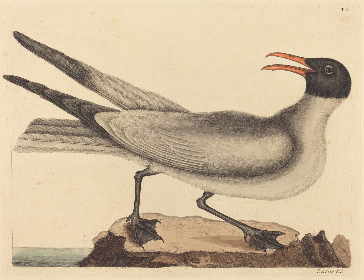De Lachmeeuw door Mark Catesby