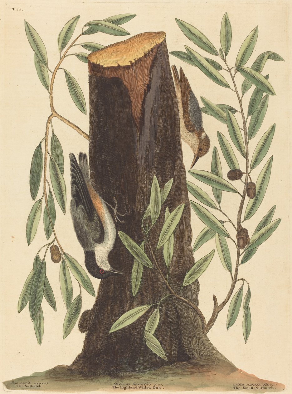 De boomklever Sitta Europaea, gepubliceerd 1754 door Mark Catesby