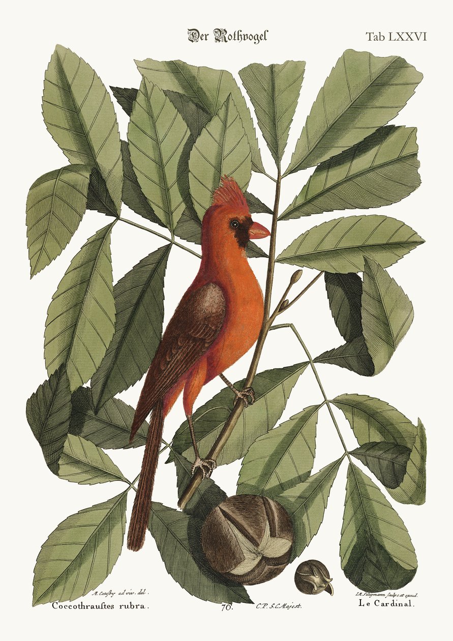 De rode vogel door Mark Catesby