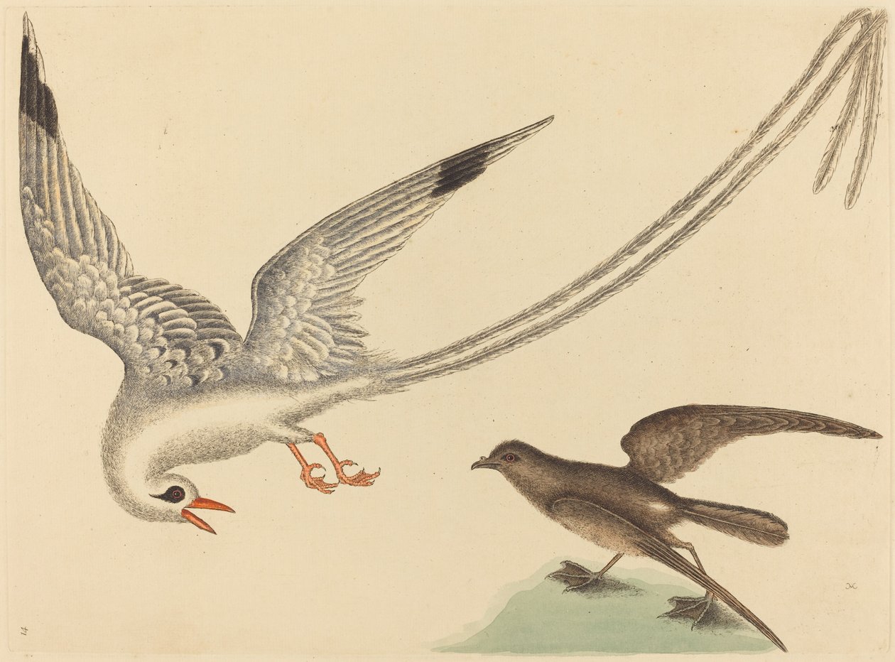 De Rijstvogel Emberiza oryzivora, gepubliceerd 1731-1743 door Mark Catesby