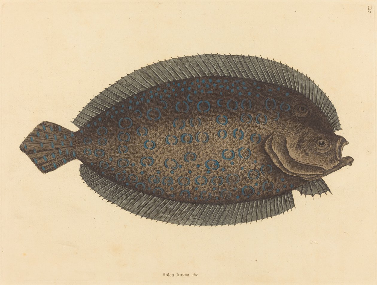 De tong Pleuronectes lunatus door Mark Catesby