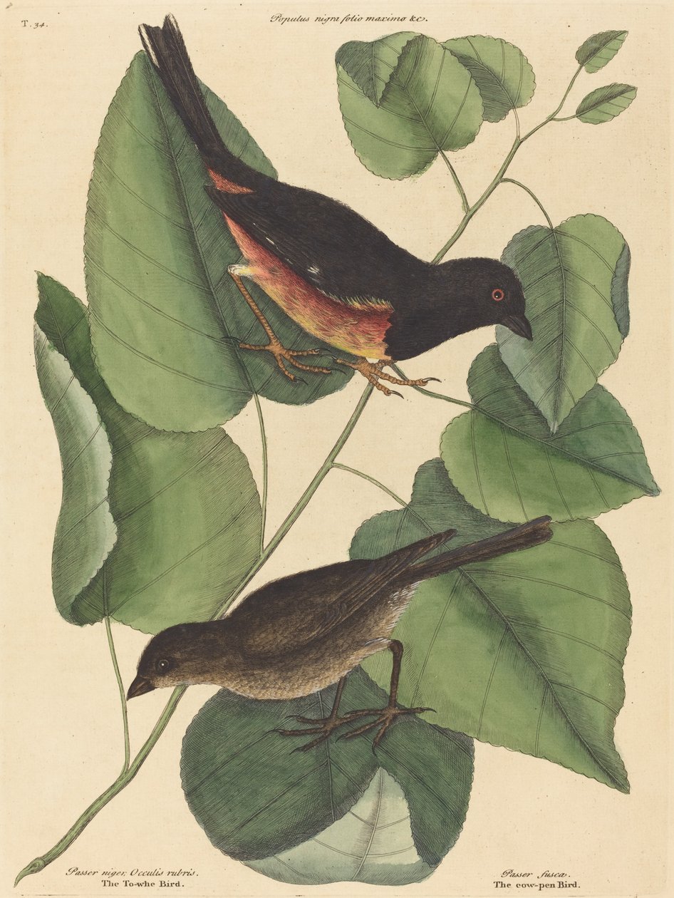 De Towhe Vogel Fringilla erythrophthalma, gepubliceerd 1754 door Mark Catesby