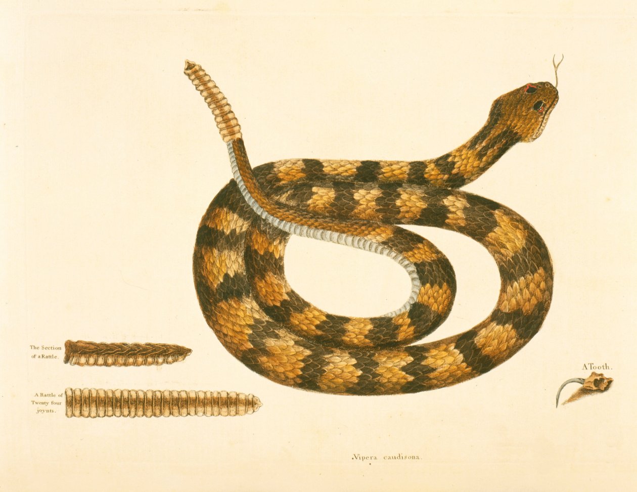 Viper Caudison Slang, Rattlesnake, plaat 41, vol. 1, uit de 