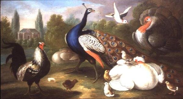 Een Pauw, Kalkoen, Hen, Haan en Duif bij een Rivier door Marmaduke Craddock