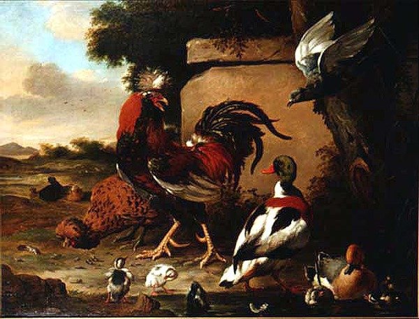 Haan met eenden, eendjes en duif door Marmaduke Craddock