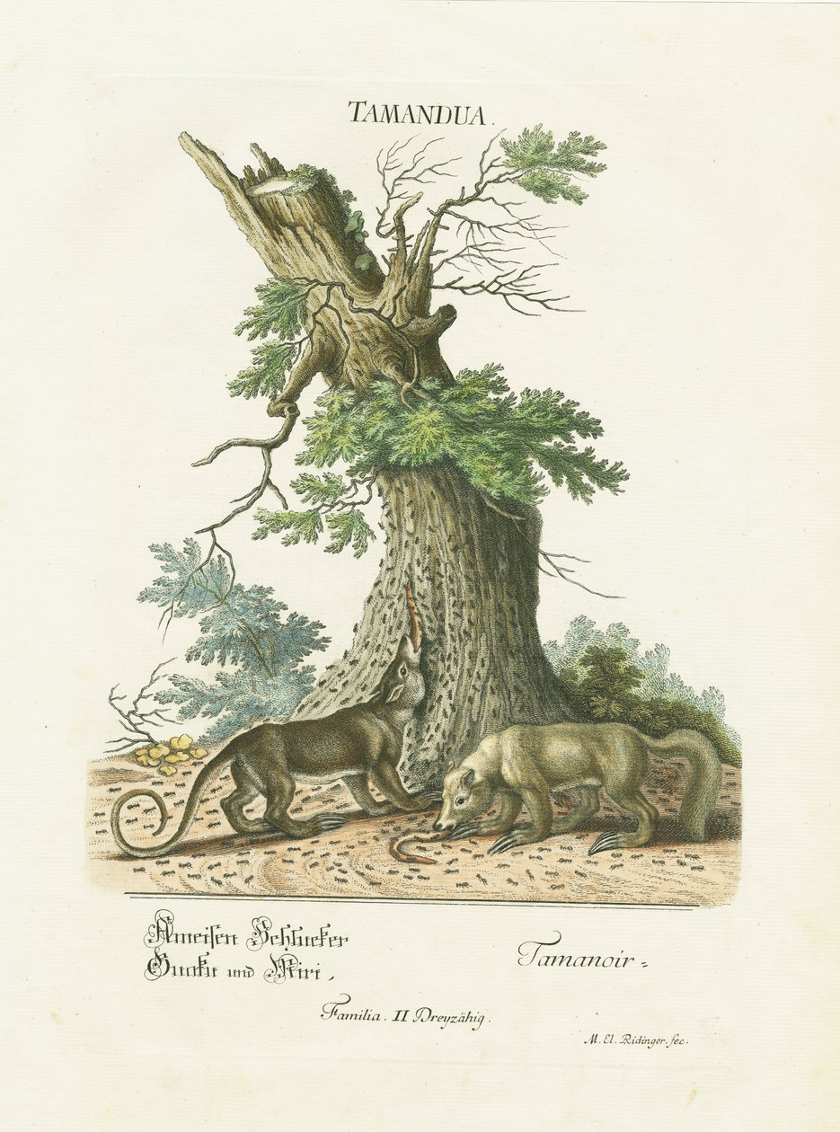 Kleine miereneters onder een boom door Martin Elias Ridinger