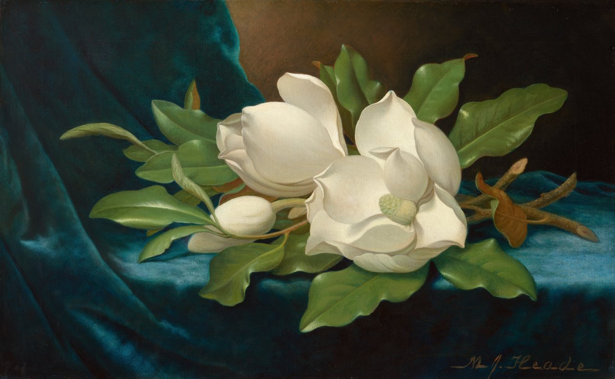 Reusachtige magnolia