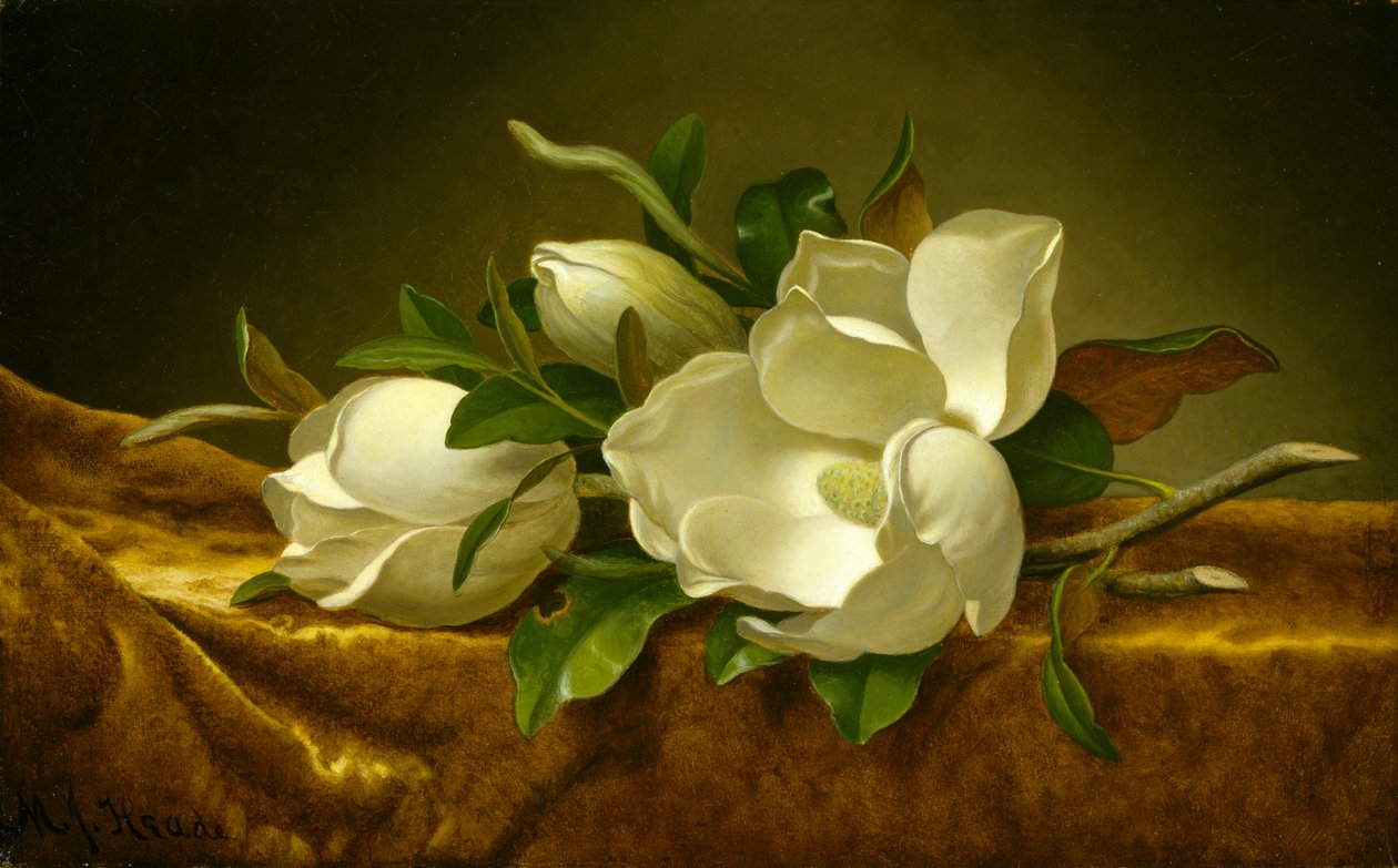 Magnolia