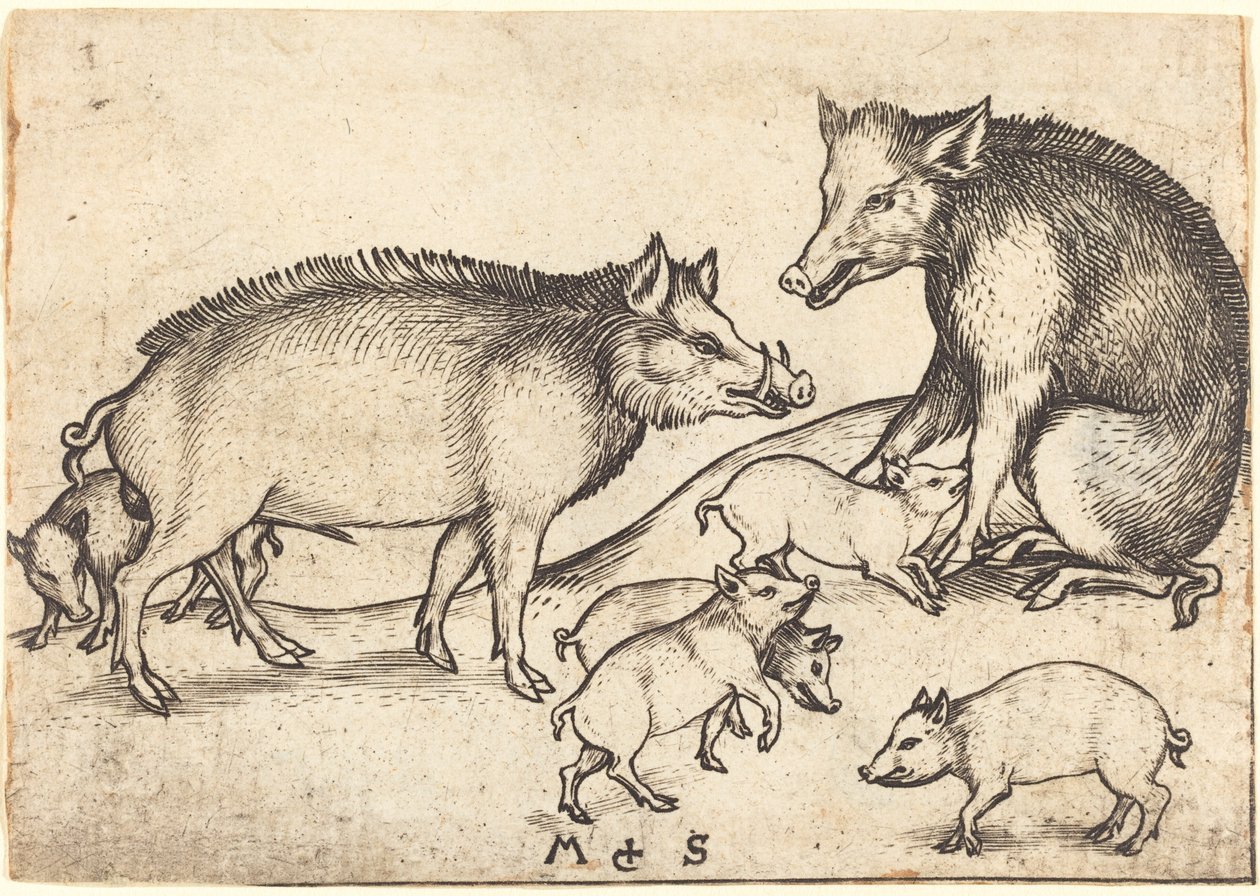 Familie van varkens door Martin Schongauer