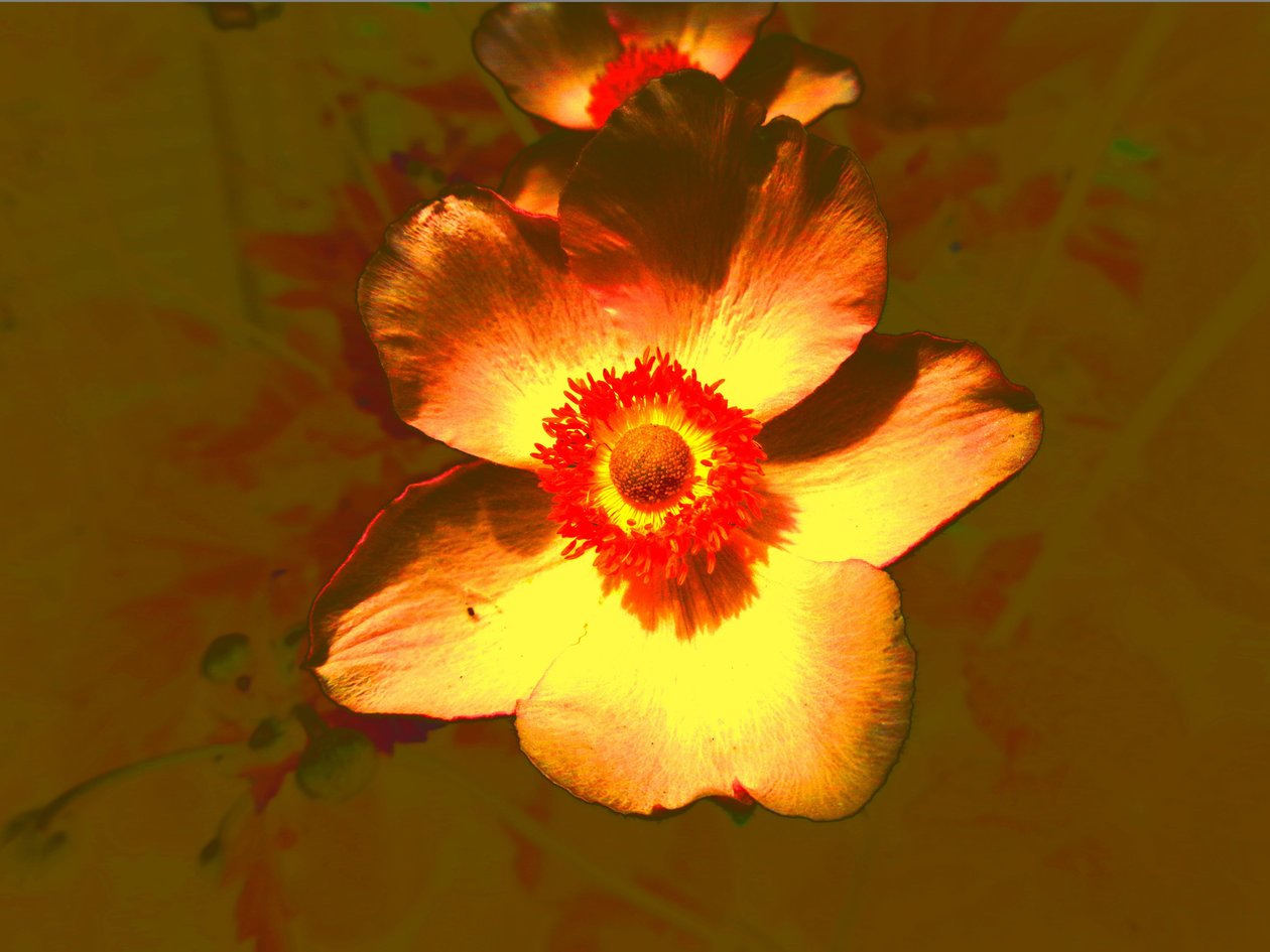Bloem door Martina Konitzky