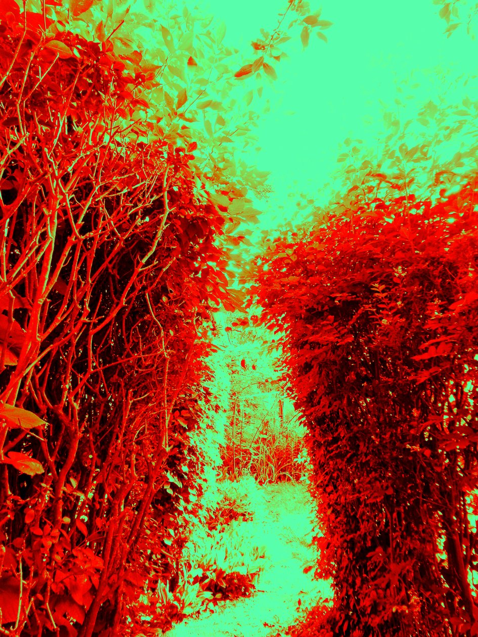 Tuin (Hommage aan Hieronymus Bosch) door Martina Konitzky