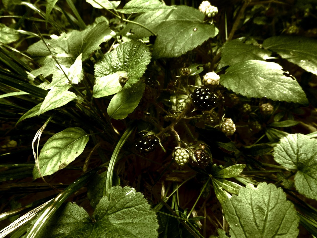 In het bos door Martina Konitzky