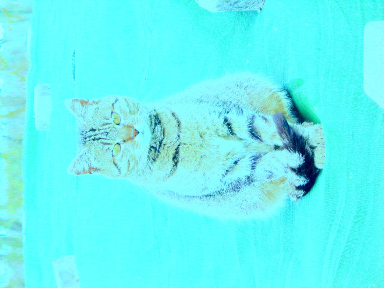 Kitty door Martina Konitzky