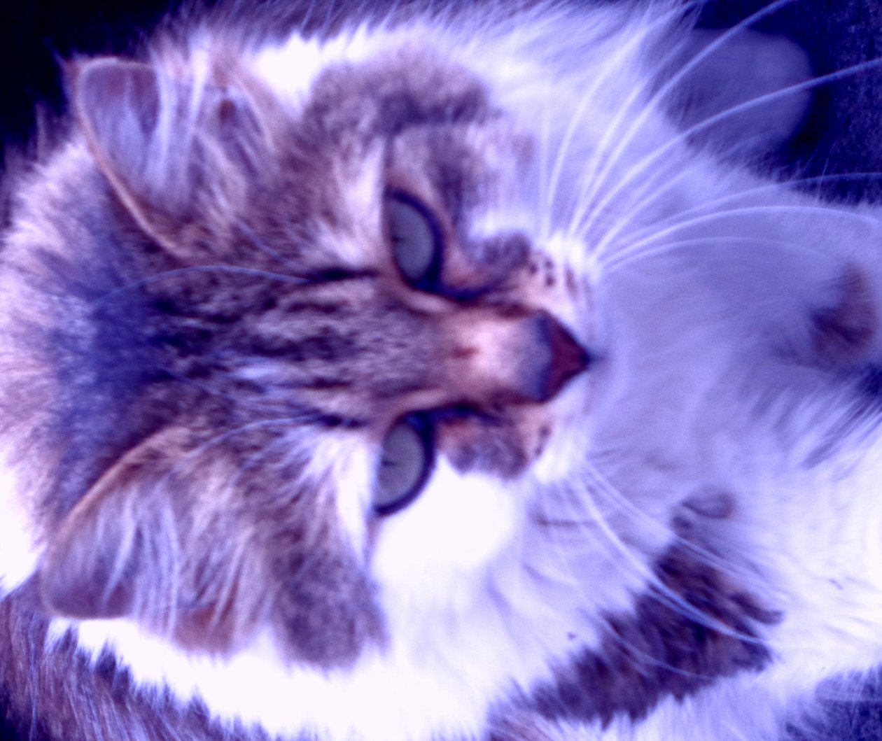 Kitty Lila door Martina Konitzky