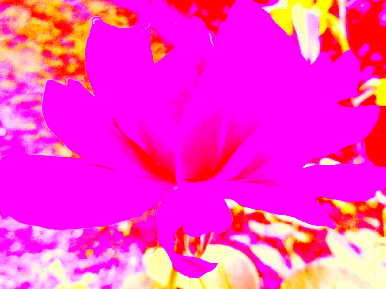 Roos digitale kunst door Martina Konitzky