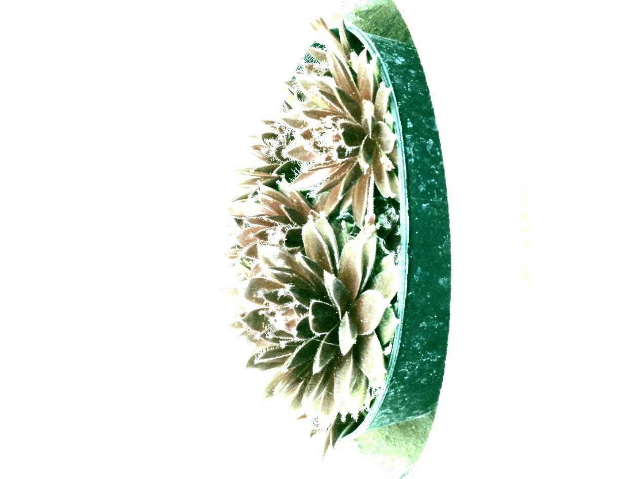 Vetplanten door Martina Konitzky