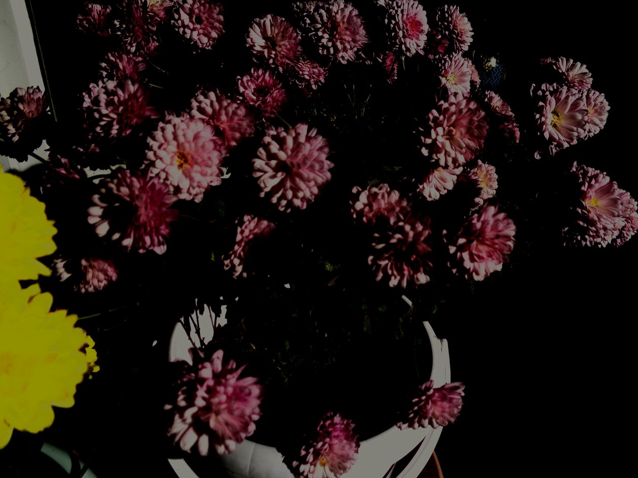 chrysanten5 door Martina Konitzky
