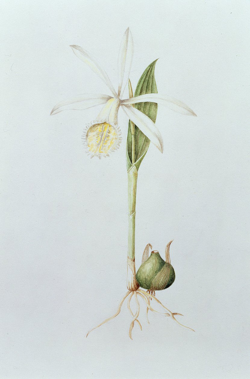 Pleione Formosana Alba door Mary Kenyon Slaney