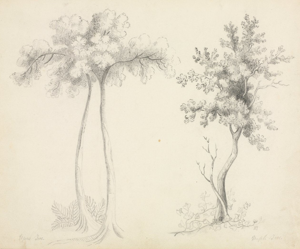 Studies van Upas- en Esdoornbomen door Mary Altha Nims