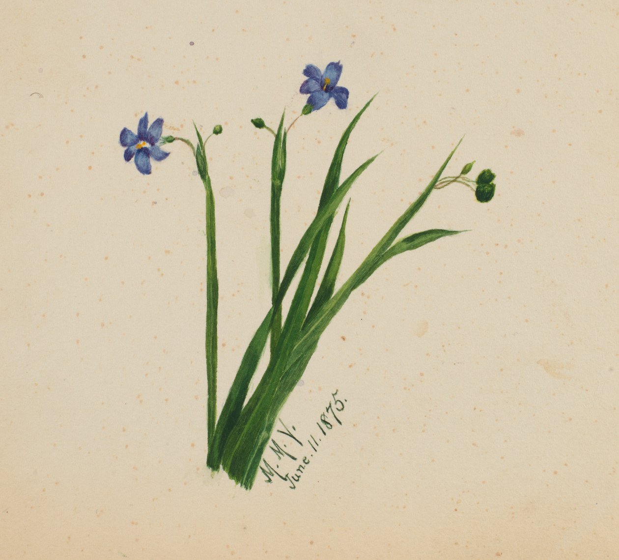 (Zonder titel) door Mary Vaux Walcott