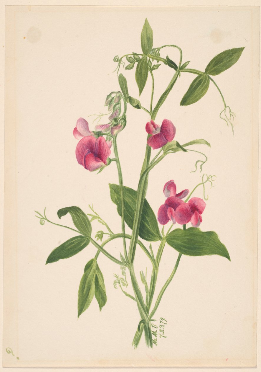 (Zonder titel - Bloemenstudie) door Mary Vaux Walcott