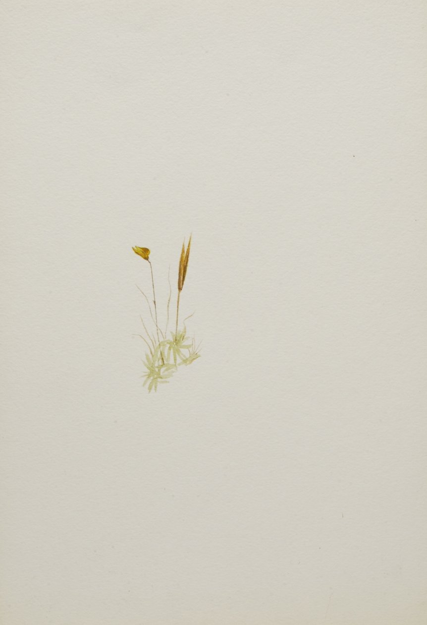 (Zonder titel - Bloemenstudie) door Mary Vaux Walcott