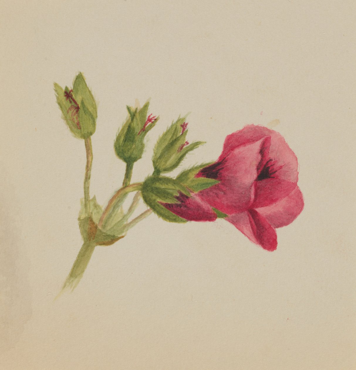 (Zonder titel - Bloemenstudie) door Mary Vaux Walcott
