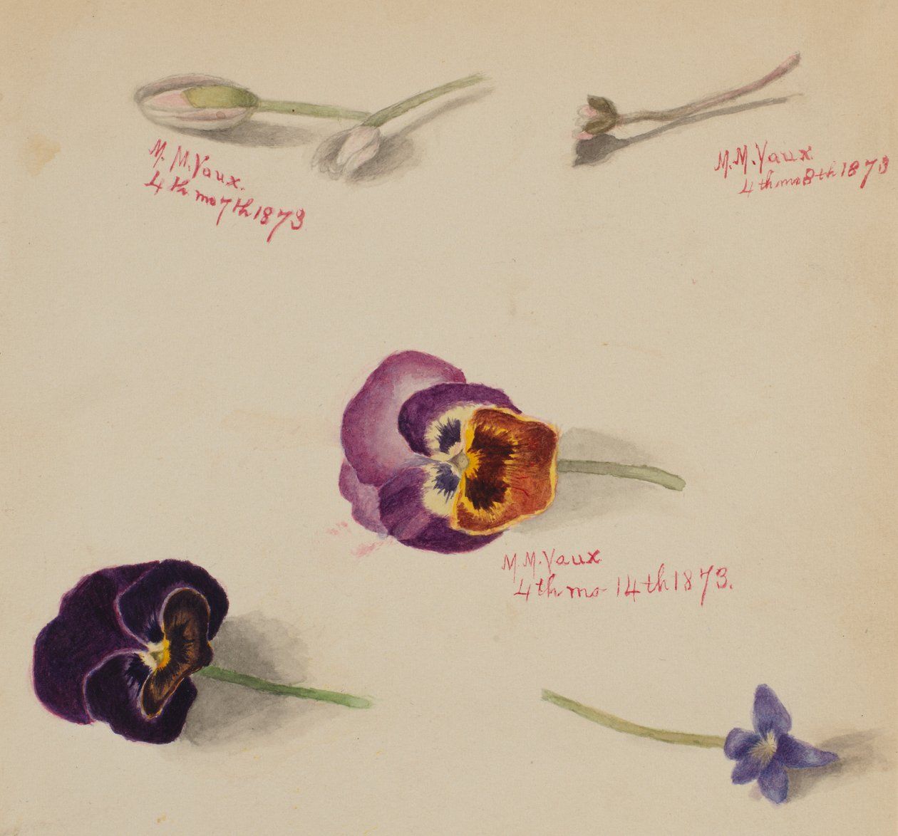 (Zonder titel - Bloemenstudie) door Mary Vaux Walcott