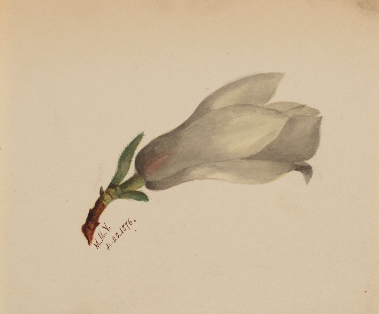 (Zonder titel - Bloemenstudie) door Mary Vaux Walcott