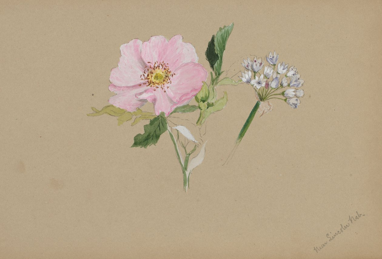 (Zonder titel - Bloemenstudie) door Mary Vaux Walcott