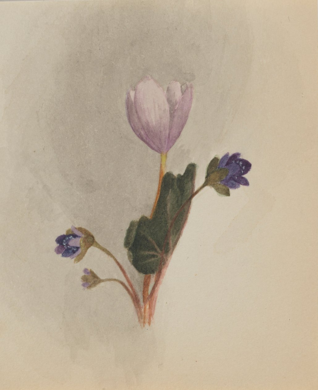 (Zonder titel - Bloemenstudie) door Mary Vaux Walcott