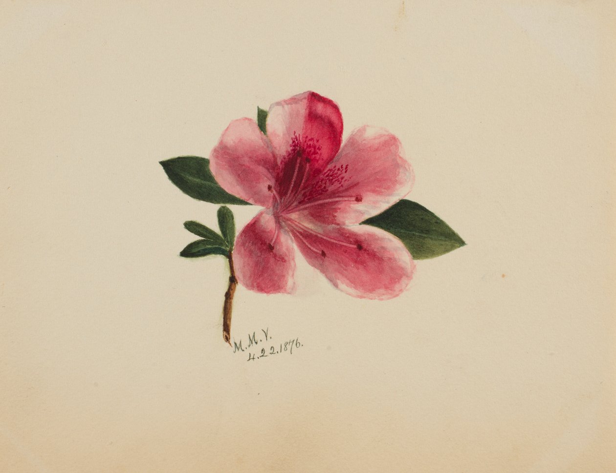 (Zonder titel - Bloemenstudie) door Mary Vaux Walcott
