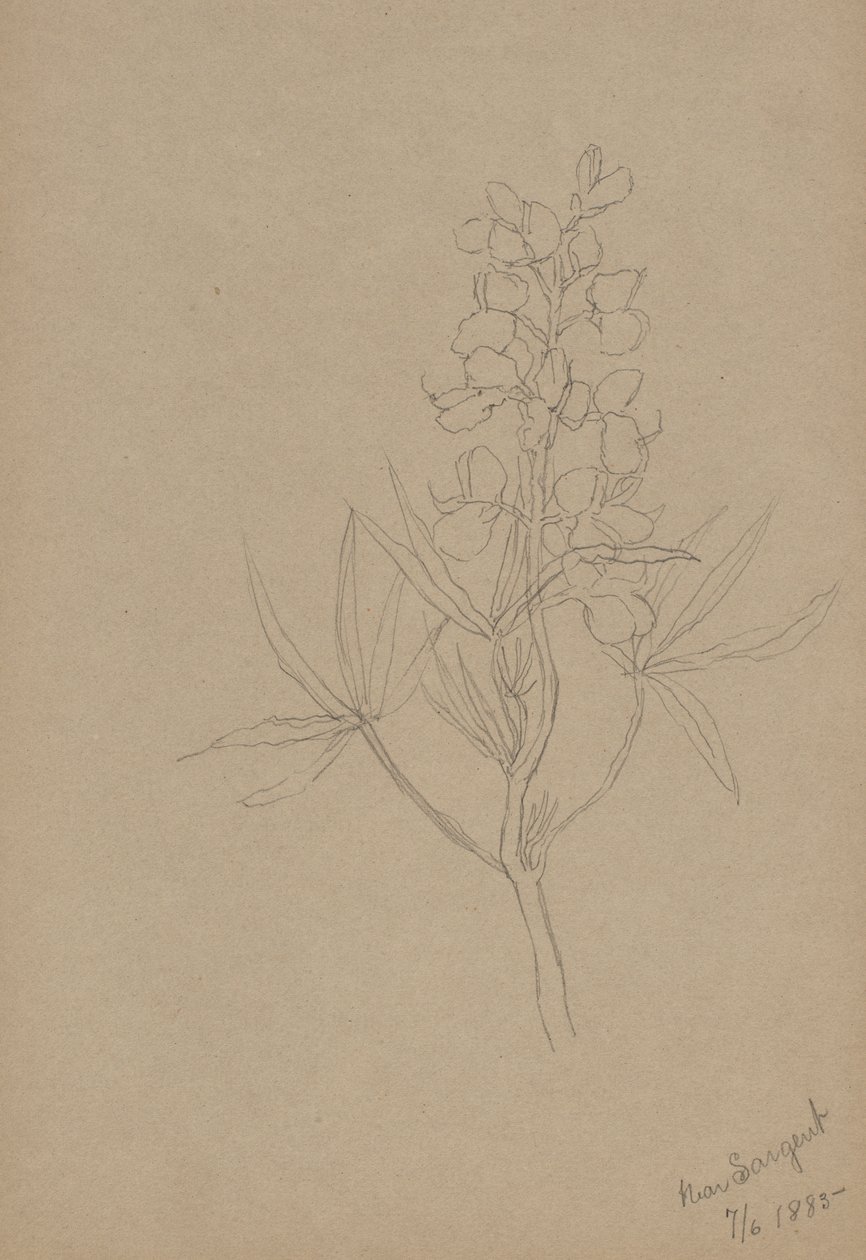 (Zonder titel - Bloemenstudie) door Mary Vaux Walcott