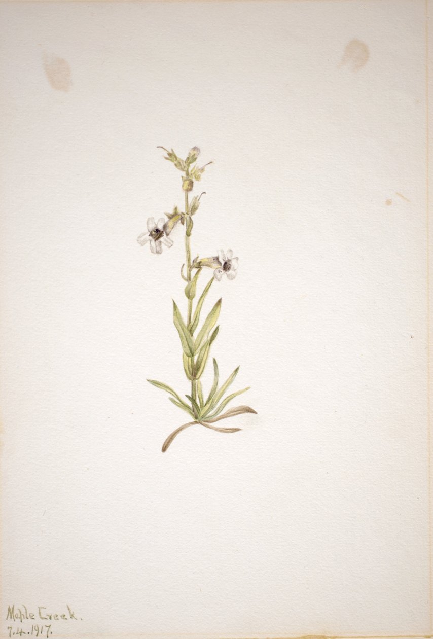 (Zonder titel - Plantenstudie) door Mary Vaux Walcott