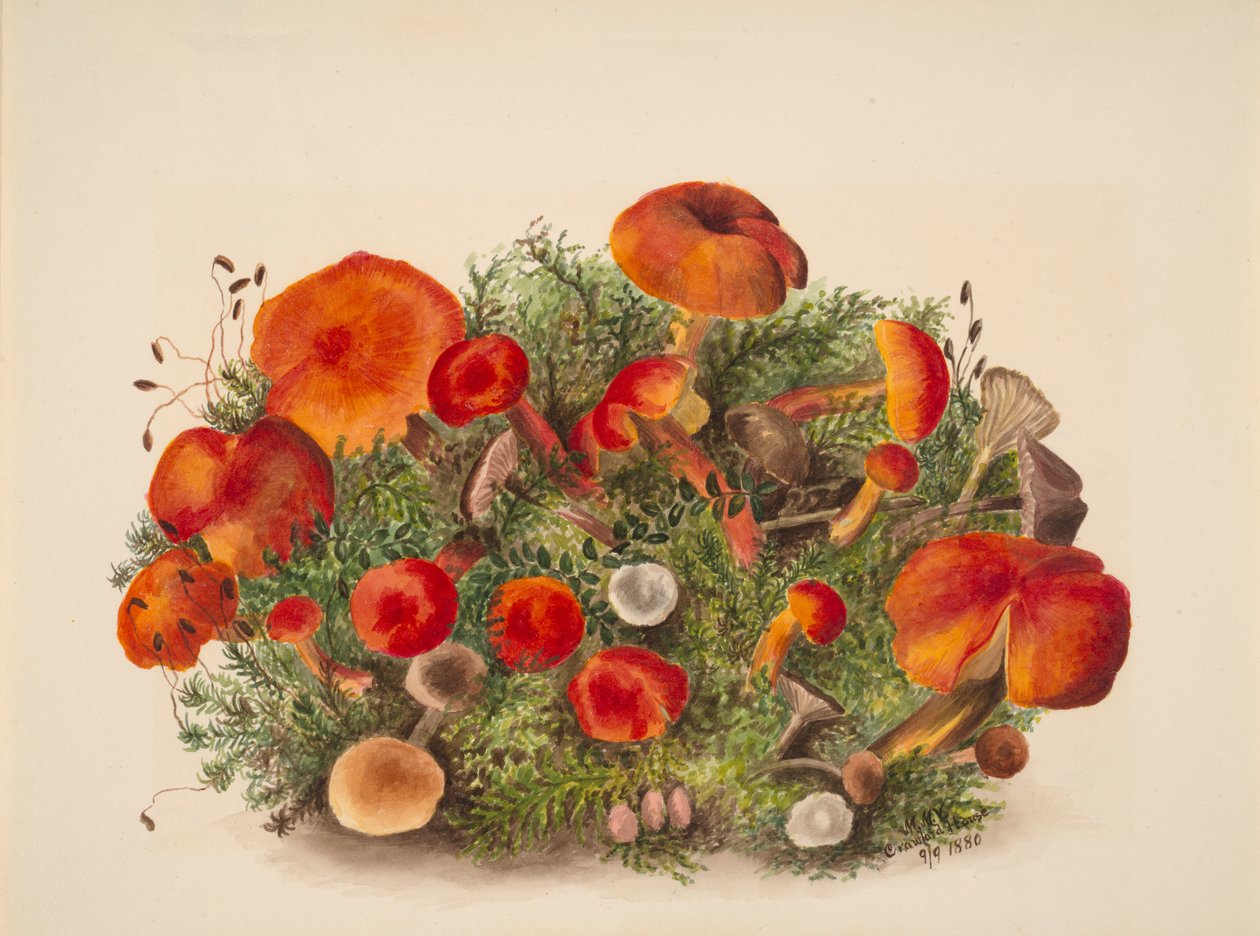 (Zonder titel - Studie van champignons) door Mary Vaux Walcott